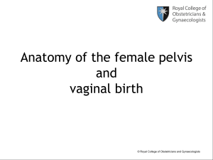 Pelvic anatomy - the Royal College of Obstetricians and