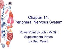Chapter 14: Peripheral Nervous System