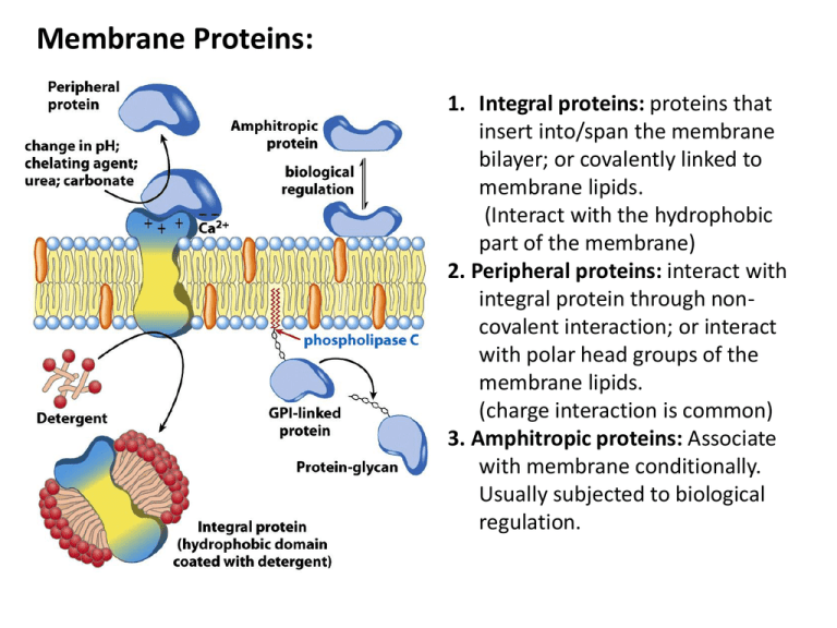 Ppt UCLA