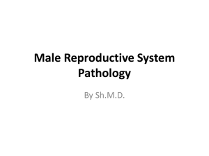 Male Genital Pathology