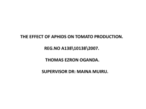 EFFECT OF APHIDS ON TOMATO PRODUCTION