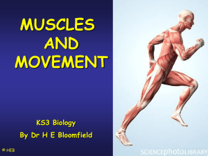 How our Muscles Work