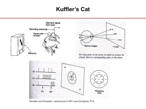 Kuffler`s Cat