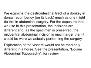 Exploring_the_equine_abdomen - veterinaryanatomy