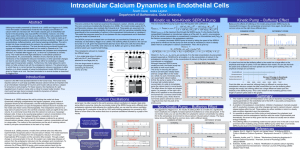 Intracellular Calcium Dynamics in Endothelial Cells