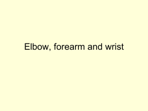 Elbow, forearm and wrist