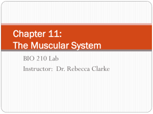 Chapter 11: The Muscular System