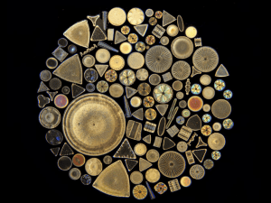 Photography through the Microscope David Linstead