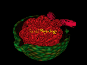 Renal Phsyiology