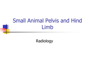 Ch. 14-Small Animal Pelvis and Hind Limb