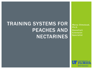 Training Systems for Peaches and Nectarines