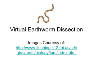 Virtual Earthworm Dissection_PPT