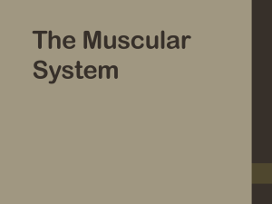 muscle function and structure power point