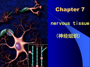 第7章神经组织nervous tissue