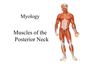 Muscles of the Posterior Neck