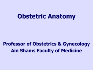 Obstetric Anatomy