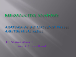 REPRODUCTIVE ANATOMY ANATOMY OF THE MATERNAL