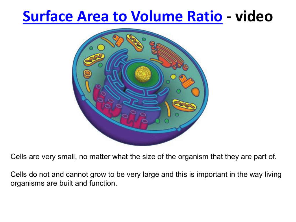 question-video-determining-the-surface-area-to-volume-ratio-of-a