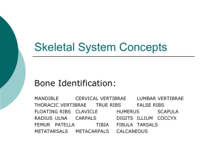 Skeletal System Concepts 1105KB Oct 01 2014 11:25:30 AM