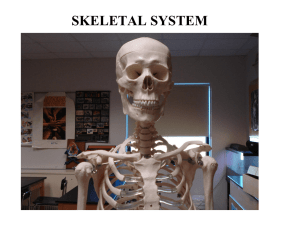 Human Body-The Skeletal SystemV2