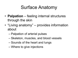Surface Anatomy - Fullfrontalanatomy.com