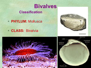 Bivalves 2 - Geology Rocks