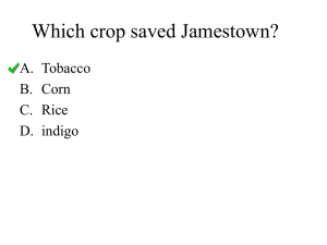 Which crop saved Jamestown?