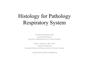 Respiratory Histology - Stritch School of Medicine