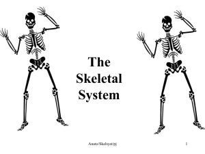 Skeletal system…