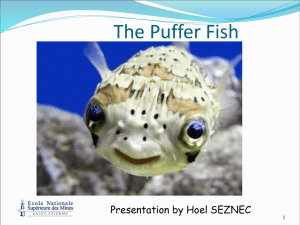 The puffer fish - mindreadersinrehab