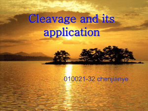 cleavage and its application - chenjianye chenjianye010021