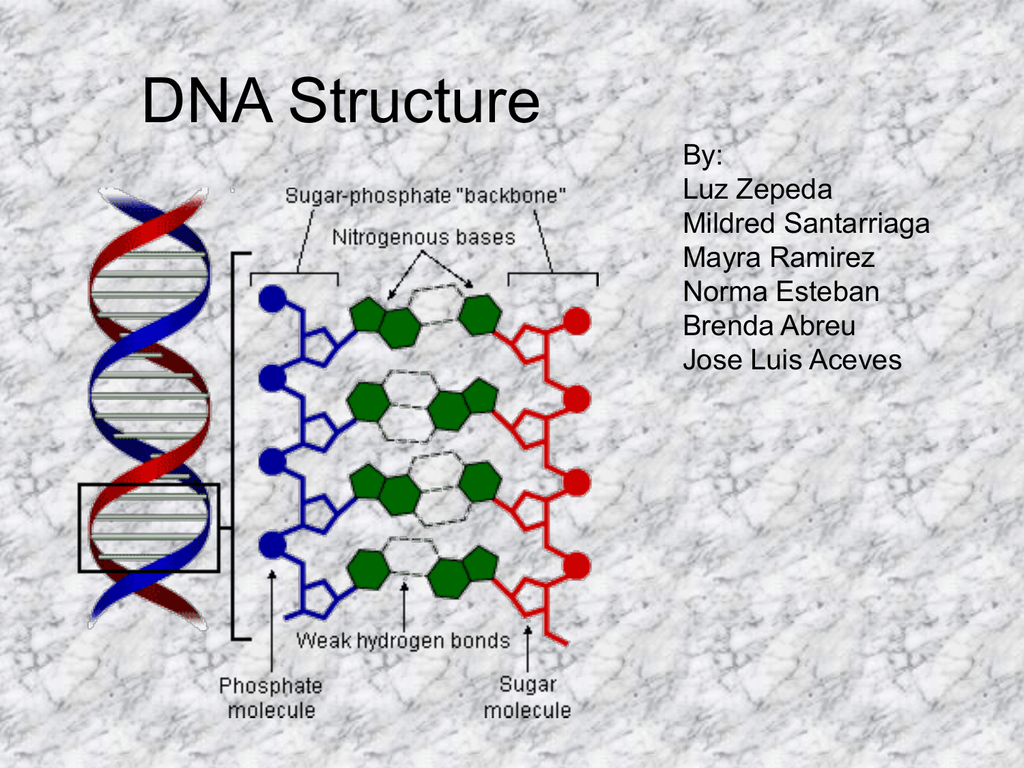 DNA structure. Структура ДНК. ДНК бренда структура. Транспортная ДНК структура.