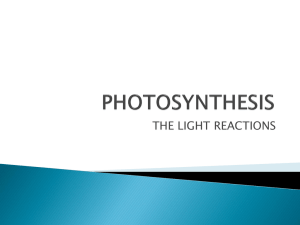 The Light Reactions