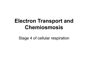 Electron Transport and Chemiosmosis note
