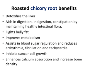 Roasted chicory root benefits - Functional Fitness With Paula :: Home