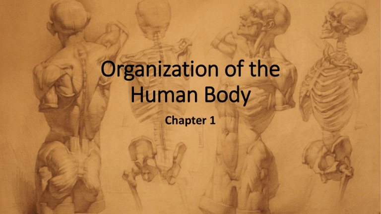 Chapter 1 Organization Of The Body