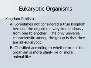 Eukaryotic Organism PowerPoint