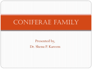 Coniferae family - Dynamic Health