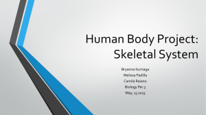 Human Body Project: Skeletal System