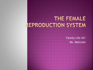 The Female Reproduction System