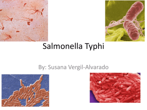 Salmonella Typhi - EGHSAPBIOREVIEW