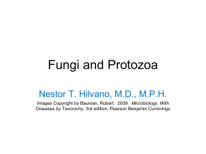 14 Fungi and Protozoa