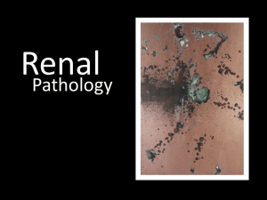 15_renal-pathology - Bloodhounds Incorporated