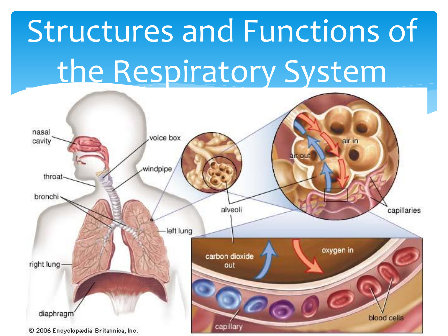 Respiratory System Functions And Structures Respiratory System Functions And Structures