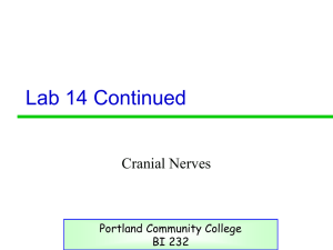 Continuation of Chapt 14- Cranial nerves - PCC