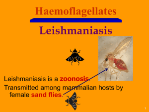 Lecture 4: Leishmaniasis