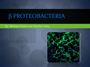 β Proteobacteria - Dr. Jennifer Staiger