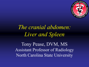 The cranial abdomen: Liver and Spleen