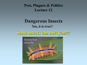 Lecture 12 - Dangerous Insects