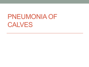 Pneumonia of calves